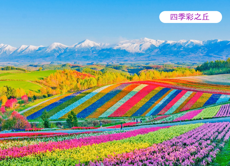 蔚藍夢幻北海道5日.積丹半島.美瑛秘境青池.四季彩之丘.洞爺湖花火.頭大佛.浪漫小樽.哈密瓜吃到飽.敘敘苑燒肉